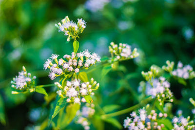 Close-up of white flowering plant