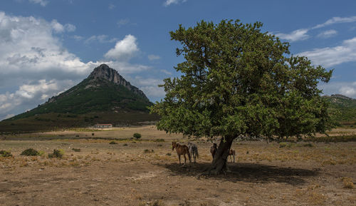 Horses and trees on field against sky