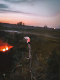 Close-up of orange flower on field against sky during sunset