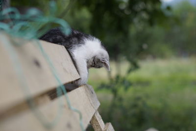 Close-up of a cat playing on a pallete