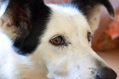 Close-up portrait of dog