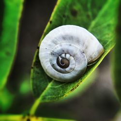 Close-up of snail on leaf