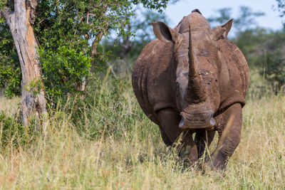 Close-up of elephant standing against trees
