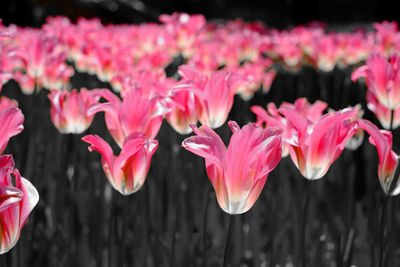 Close-up of pink flowering plants