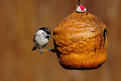 Close-up of bird perching on feeder