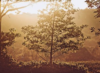 Trees on field against sky