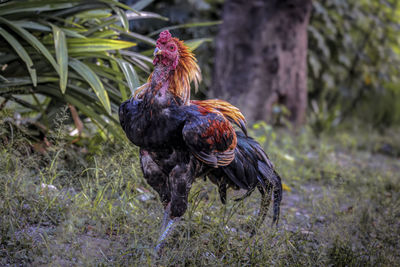 Close-up of asian local roosters.  