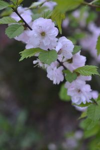 Close-up of white flowers