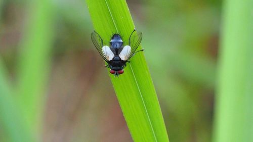 Close-up of ladybug on leaf