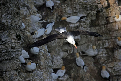 Black browed albatross gliding over the cliff tops