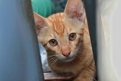 Close-up portrait of a kitten