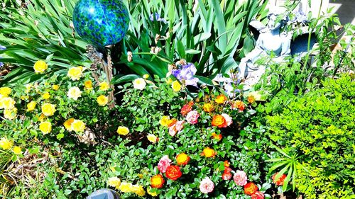 Plant growing on field