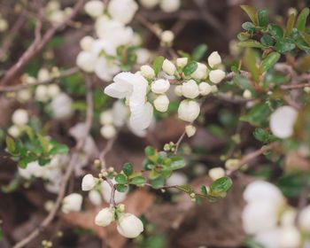 Close-up of white flowering plant
