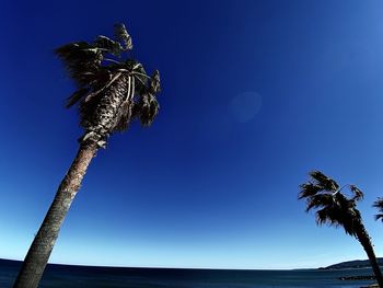 Low angle view of coconut palm tree against clear blue sky