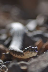 Close-up of snake