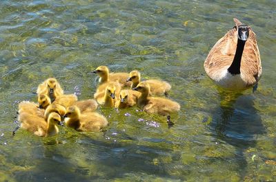 Ducks swimming in lake