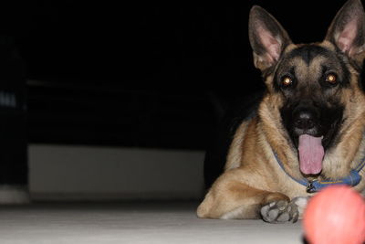 Close-up portrait of a dog