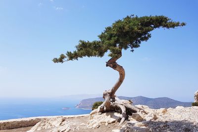 Dead tree on rock against clear blue sky