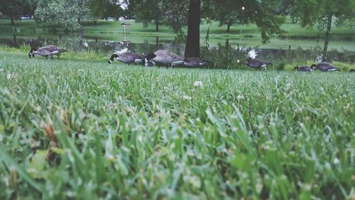 Trees on grassy field