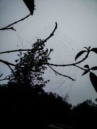 Low angle view of silhouette tree against clear sky