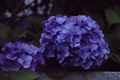 Close-up of purple flowers blooming