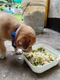 High angle view of dog eating food