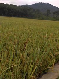 Scenic view of rice field against sky