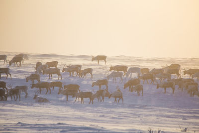 A beautiful evening landscape of a reindeer herd resting in the norwegian hills..