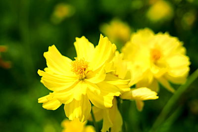 Close-up of insect on yellow flower