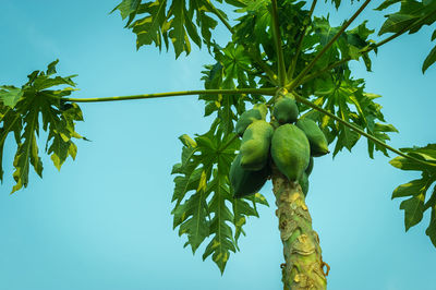 Low angle view of papaya tree against clear sky