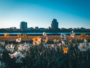 Scenic view of sea and buildings against clear sky