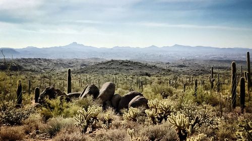 Cactus plants on landscape against sky