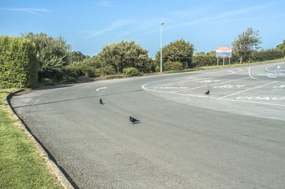 Road passing through trees