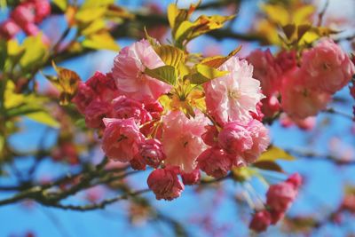 Low angle view of pink flowers