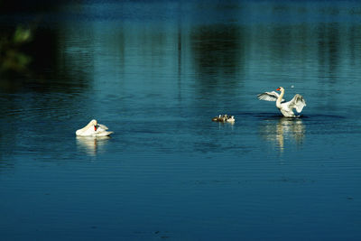 Swans swimming in lake