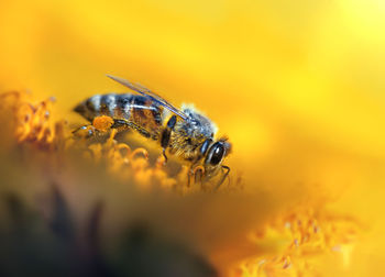 Close-up of bee on yellow flower