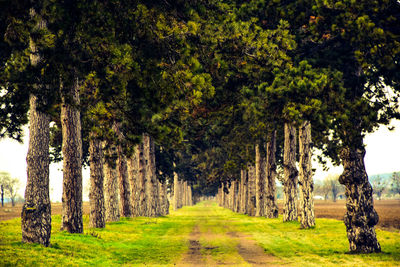 Panoramic view of trees in farm