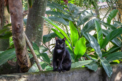 Portrait of black dog sitting on tree