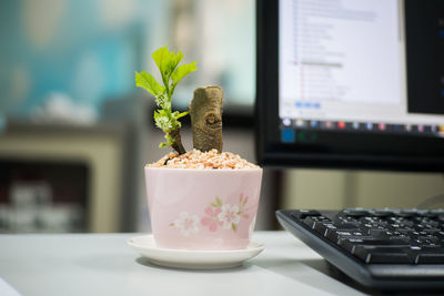 Small mulberry tree decoration on the desk