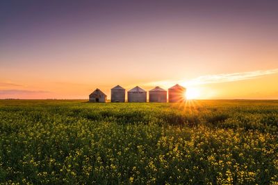 A beautiful sunset from the prairies with canola and dilapidated silos