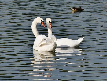 Swans swimming in lake
