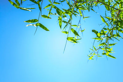 Low angle view of plant against clear blue sky