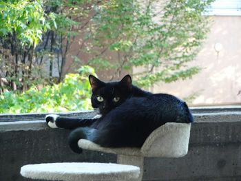 Portrait of a black cat