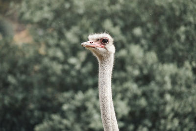 Close-up of a bird
