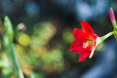 Close-up of red hibiscus blooming outdoors