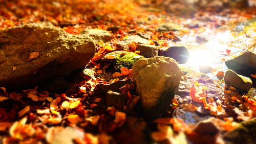 View of illuminated autumn leaves