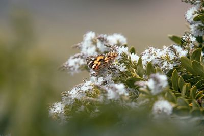 Close-up of insect on flower