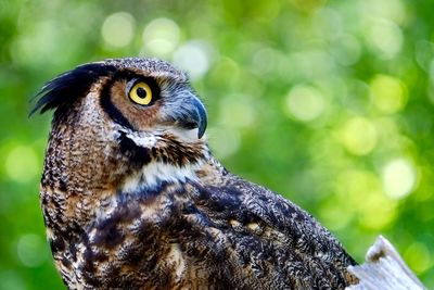 Close-up of owl perching outdoors