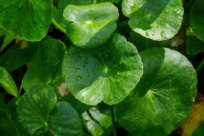 Full frame shot of fresh green leaf