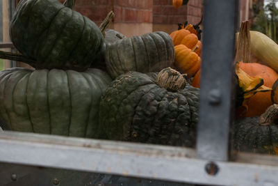 Close-up of pumpkins at tyntesfield